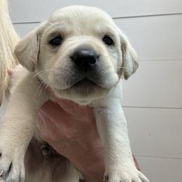 Boy 4 - Yellow male Labrador Retriever puppy in Turner, Maine from Bear Pond Retrievers