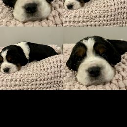 Girl 1 - English Springer Spaniel puppy in Sumter, South Carolina from Small Batch Spaniels