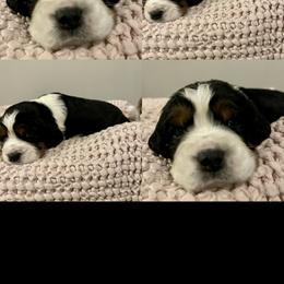 Girl 1 - English Springer Spaniel puppy in Sumter, South Carolina from Small Batch Spaniels