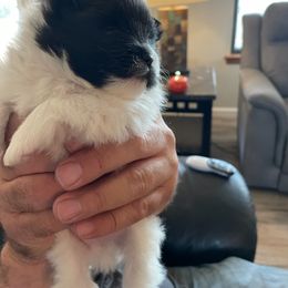 Pomeranian Puppies from Nikki’s lil Pomeranians