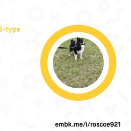 Aussiedoodles, Miniature Australian Shepherds, and Toy Australian Shepherds from WilderAcre