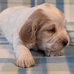 Working home needed - Lemon roan male English Cocker Spaniel puppy in Phillips, Nebraska from Fenloch Gundogs