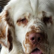 Clumber Spaniels from Tyca Clumber Spaniels