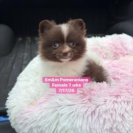 Choc parti female 3200 no breeding rights - Chocolate parti female Pomeranian puppy in Kentucky from Em&M Pomeranians