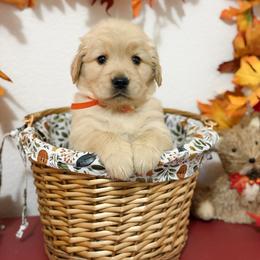Ms Orange - Golden female Golden Retriever puppy in Overton, Nevada from Sinfully Sweet Kennel