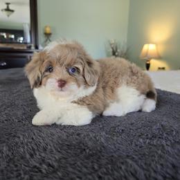 Espresso - Merle female Goldendoodle puppy in Floyd, Virginia from Hearts and Paws Poodles and Doodles