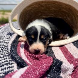 Havoc - Tri-color male Border Collie puppy in Odessa, Texas from High Velocity Stockdogs