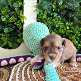 Noah - Liver male Miniature Schnauzer puppy in Hemet, California from Journee Home Mini Schnauzers