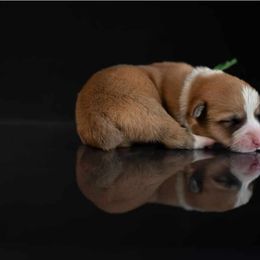 American Corgi and Pembroke Welsh Corgi Puppies from Constellation Corgi