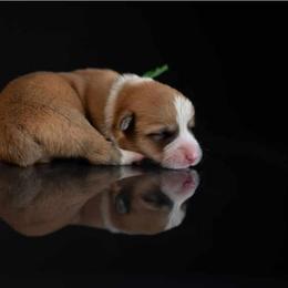 American Corgi and Pembroke Welsh Corgi Puppies from Constellation Corgi