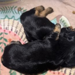 Dachshunds from With Love From Maggie