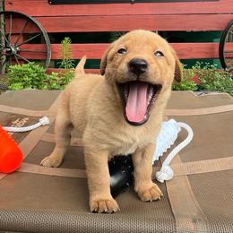 Light blue boy - Yellow male Labrador Retriever puppy in Monticello, Georgia from Hollow Meadows Retrievers