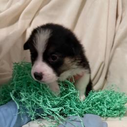 Eclipse - Black and tan male Pembroke Welsh Corgi puppy in Magnolia, Texas from Wiggle Ranch Corgis
