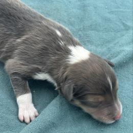Boy 3 - Sable and white male Shetland Sheepdog puppy in Pensacola, Florida from Nancy Barger's Siberian Huskies