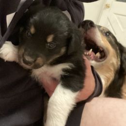 Australian Shepherd Puppies from The Joyful Australian Shepherd