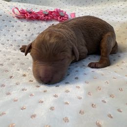 Shania Twain - Red  female Goldendoodle puppy in Camden, North Carolina from Oopsie Doodles of NC