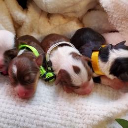 Miniature Australian Shepherd Puppies from Barnyard Mini Aussies