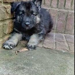 Shiloh Shepherd Puppies from Orchard Hills Shilohs
