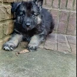 Shiloh Shepherd Puppies from Orchard Hills Shilohs
