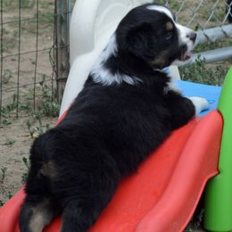 Miniature American Shepherd and Miniature Australian Shepherd Puppies from 74 Ranch Minis