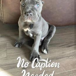 Biewer Terrier, Cane Corso, and Yorkshire Terrier Puppies from Exotic Yorkie Imports & Cessna Cane Corso