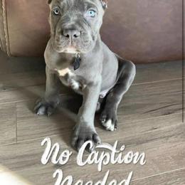 Biewer Terrier, Cane Corso, and Yorkshire Terrier Puppies from Exotic Yorkie Imports & Cessna Cane Corso