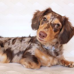 Stella - Dachshund