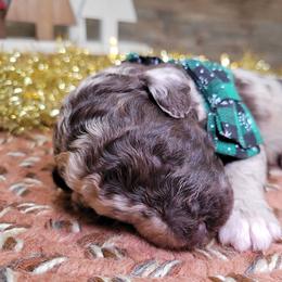 Ruth - Merle female Goldendoodle puppy in Woodburn, Indiana from DNLS Doodle Puppies