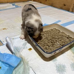 Parker - Blue merle male Australian Shepherd puppy in Brownfield, Maine from Misty Feather Aussies