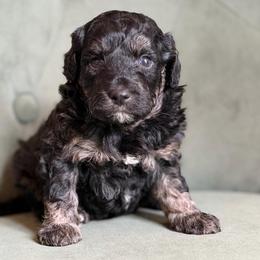 Minnie - Black phantom female Aussiedoodle puppy in Jackson, Tennessee from Dinah Doodles and Aussies