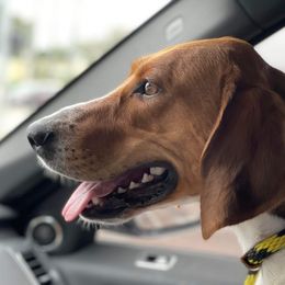 Josephine - American Foxhound