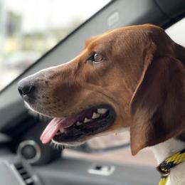 Josephine - American Foxhound