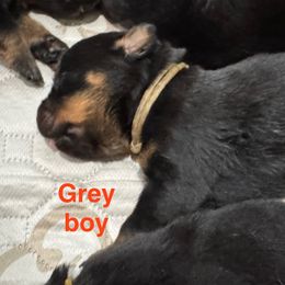 Grey - Black and mahogany male Rottweiler puppy in Cheshire, Connecticut from Von Der Hügelspitze