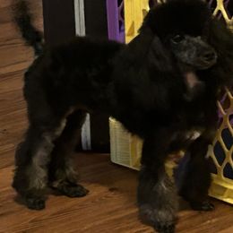 Poodle Puppies from S.H.A.R.P.’s Toy Poodles