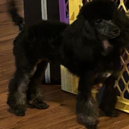 Poodle Puppies from S.H.A.R.P.’s Toy Poodles