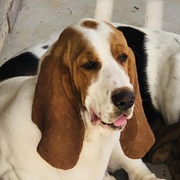 Ruby - Basset Hound