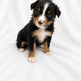 Case - Black tri male Miniature Australian Shepherd puppy in Louisville, Mississippi from Kristy’s Kennels