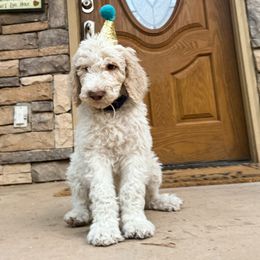 Poodle Puppies from Beansdoodles