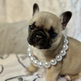 Noelle - Fawn female French Bulldog puppy in Kalispell, Montana from Grace & Grit Frenchies