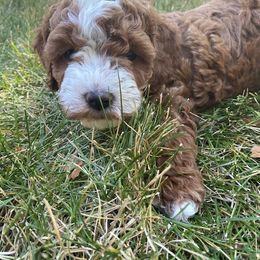Cockapoo Puppies from Maple’s Cockapoo Puppies