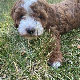 Cockapoo Puppies from Maple’s Cockapoo Puppies