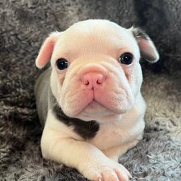 Casper - Blue male Boston Terrier puppy in Red Bluff, California from Sugar Baby Bostons