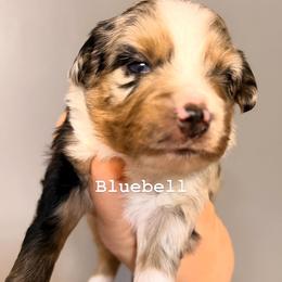 Bluebell - Blue merle female Miniature Australian Shepherd puppy in Buchanan, Georgia from Stanleyville Farm Mini Aussies