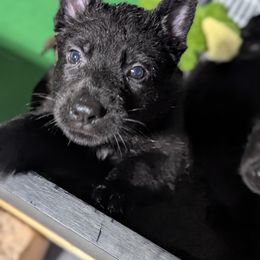 Purple girl - Black German Shepherd puppy in Morton, Illinois from Kürbisstadt Kennels