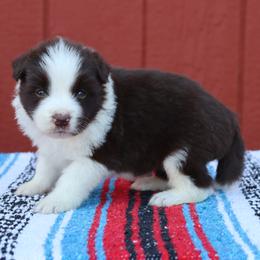 AKC Grand Champion Sired (RM1) - Red male Border Collie puppy in Noble, Oklahoma from CheckItOut Border Collies