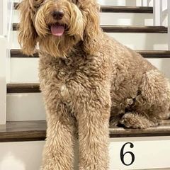 Indy - Double Doodle