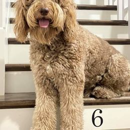 Indy - Double Doodle