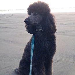 Isabella - Poodle