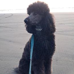Isabella - Poodle