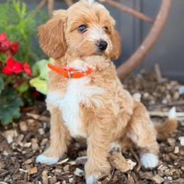 Olive - Red  female Goldendoodle puppy in Oxford, Pennsylvania from FriendlyPals